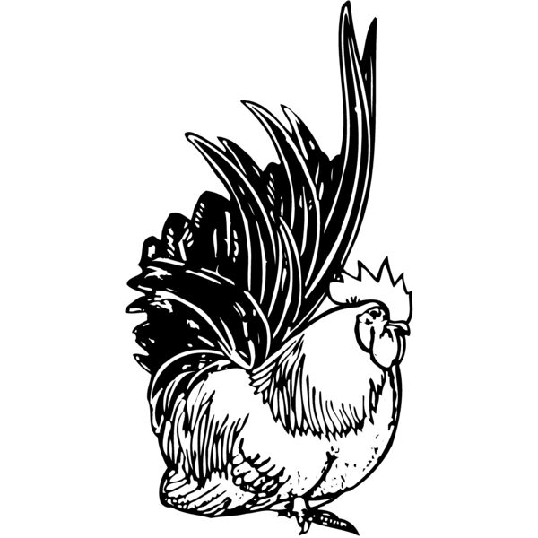 CHICK015 Thumbnail