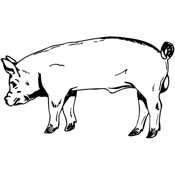 HOG0006 Thumbnail