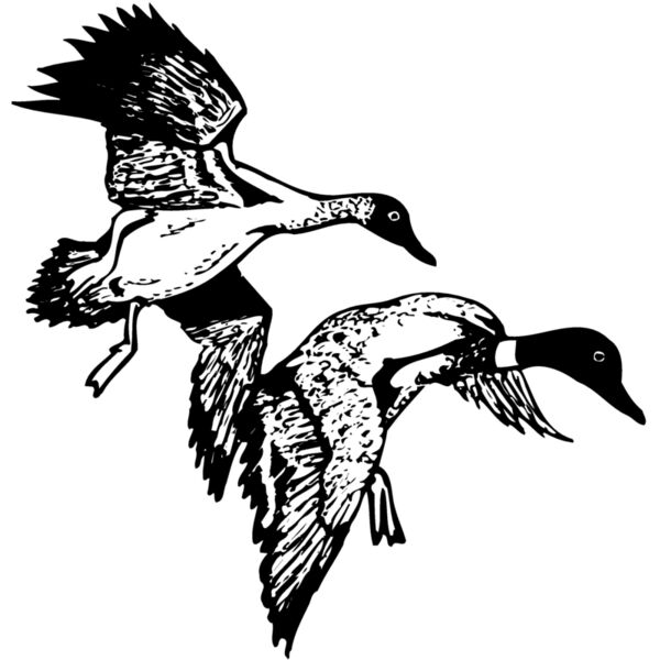 BIRD088 Thumbnail
